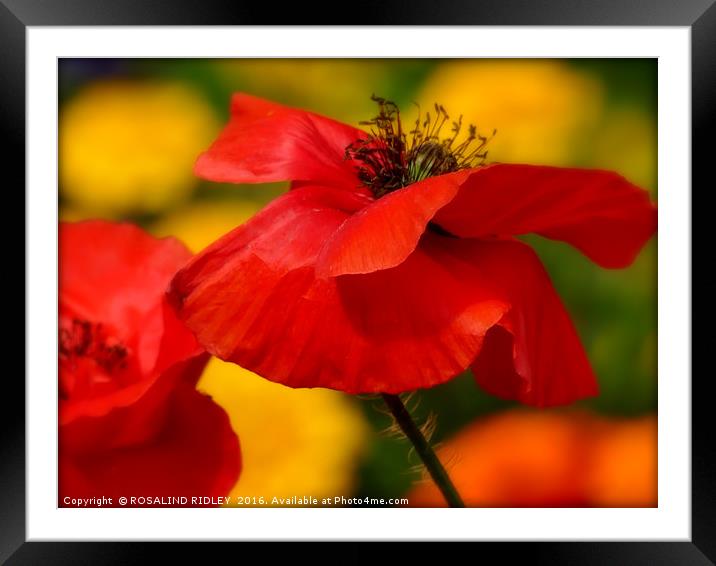 "POPPY IN THE SUN" Framed Mounted Print by ROS RIDLEY