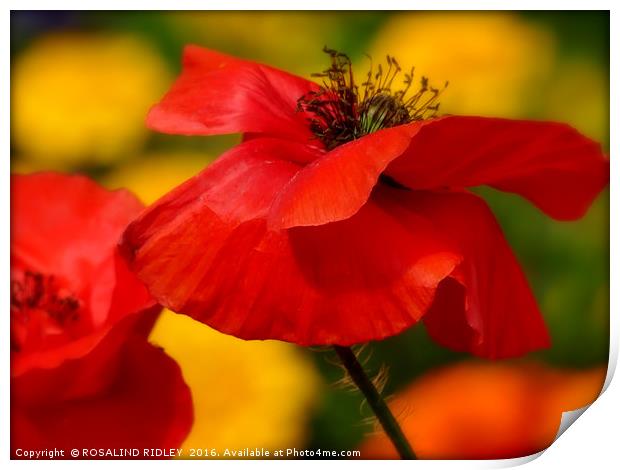 "POPPY IN THE SUN" Print by ROS RIDLEY