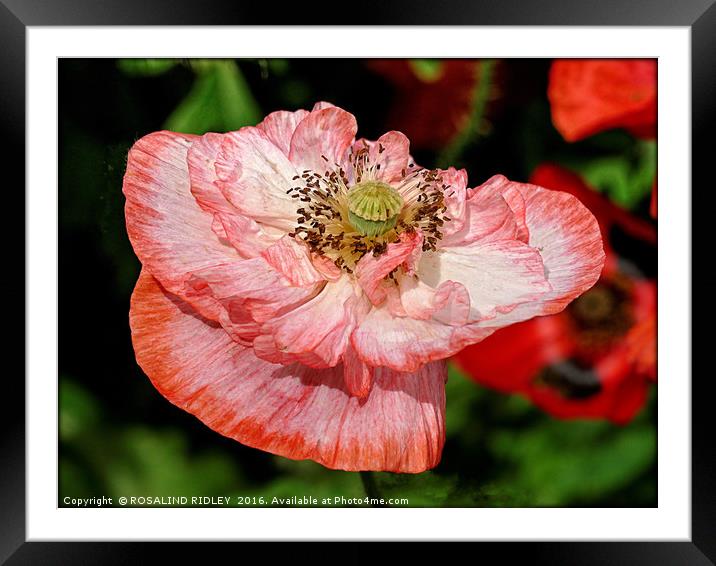 "PEACH AND WHITE POPPY" Framed Mounted Print by ROS RIDLEY