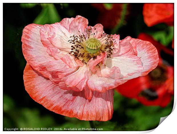 "PEACH AND WHITE POPPY" Print by ROS RIDLEY