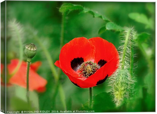 "RED AND BLACK POPPY" Canvas Print by ROS RIDLEY