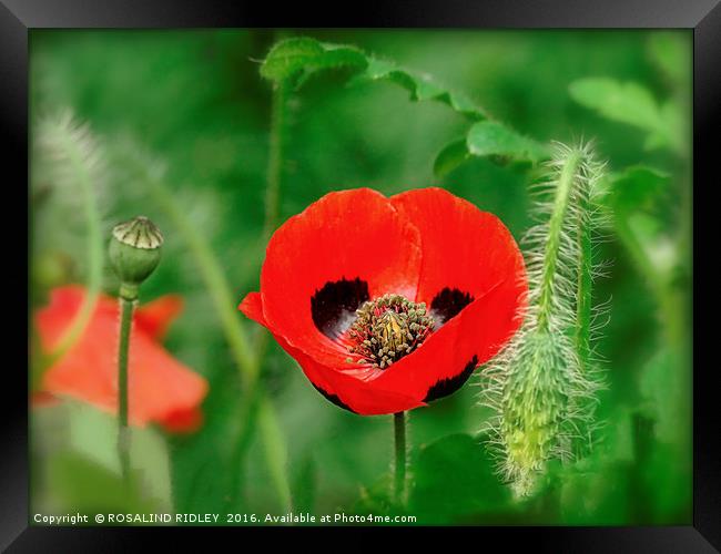 "RED AND BLACK POPPY" Framed Print by ROS RIDLEY