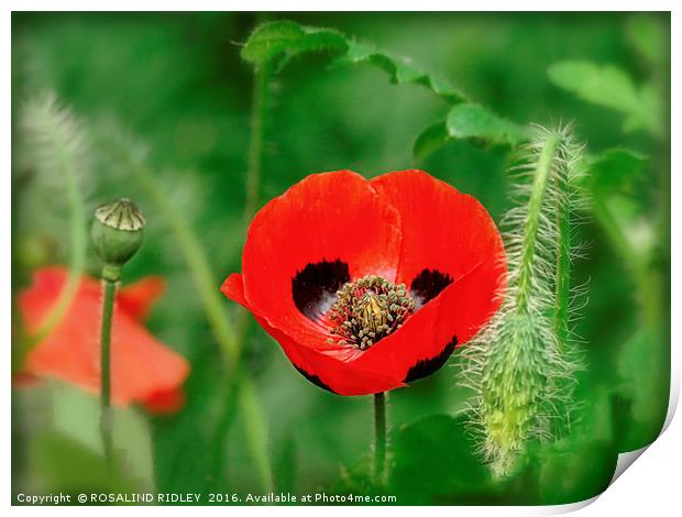 "RED AND BLACK POPPY" Print by ROS RIDLEY