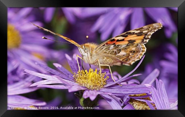                            Painted Lady  Framed Print by Lady Debra Bowers L.R.P.S