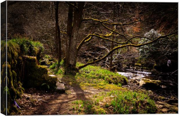 Forest Steps  Canvas Print by chris smith