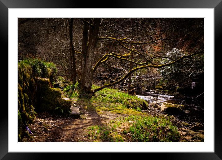 Forest Steps  Framed Mounted Print by chris smith