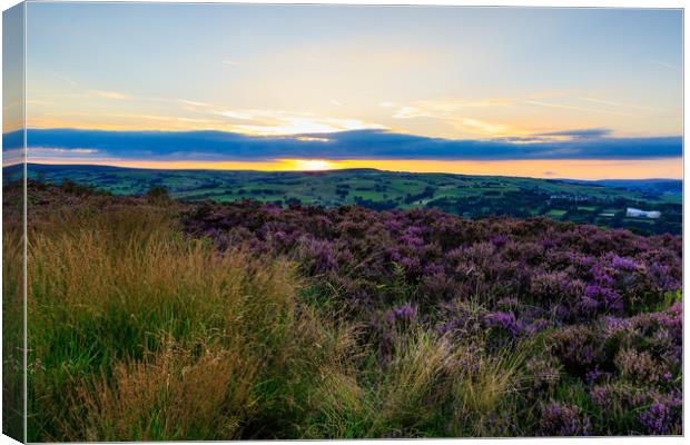 Heather in bloom  Canvas Print by chris smith