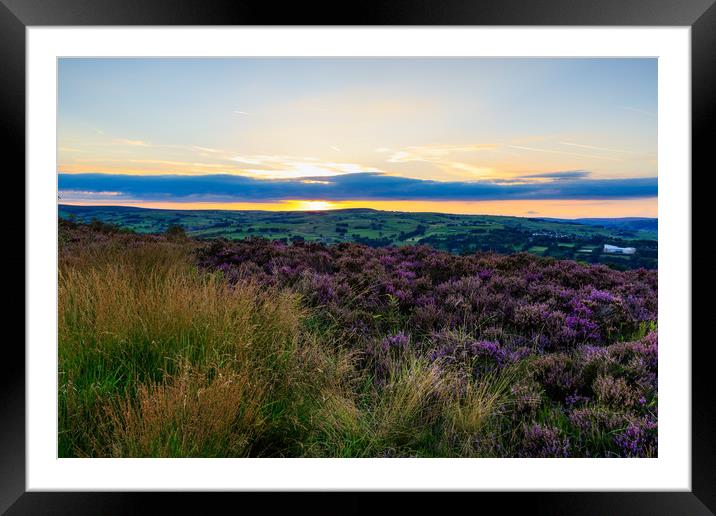 Heather in bloom  Framed Mounted Print by chris smith