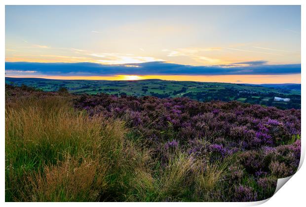 Heather in bloom  Print by chris smith