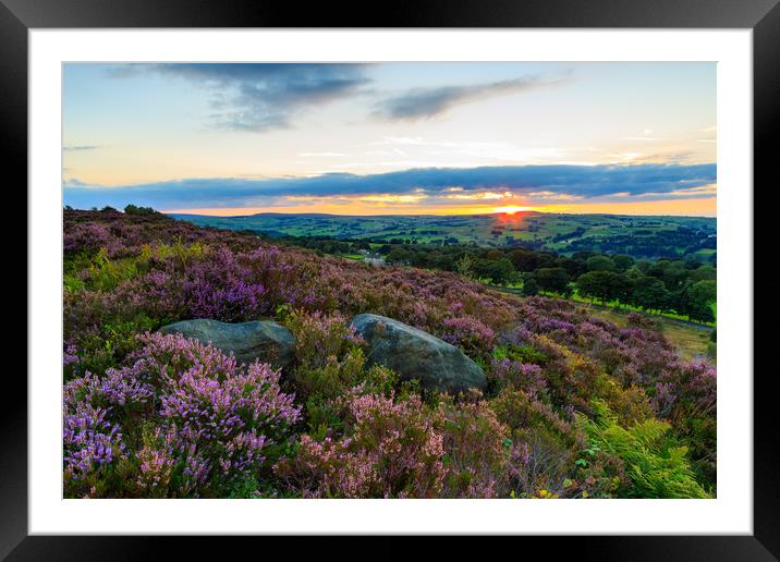 Heather in bloom at sunset  Framed Mounted Print by chris smith