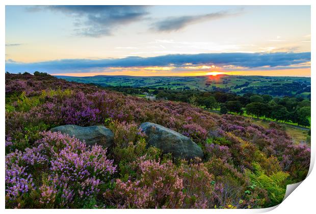 Heather in bloom at sunset  Print by chris smith