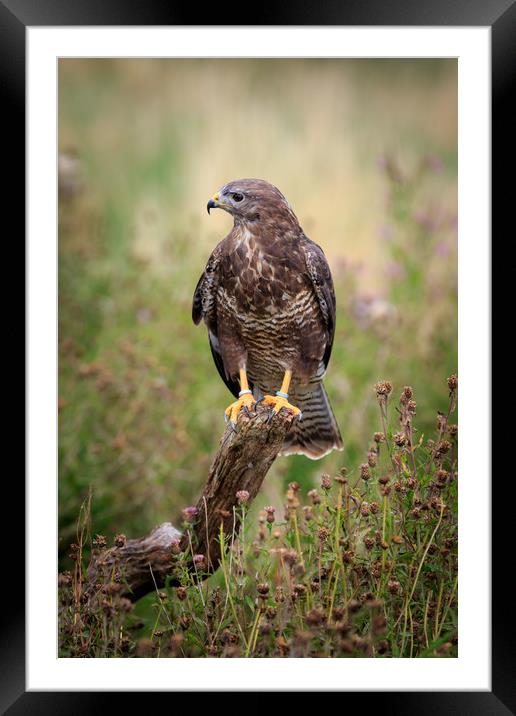 buzzard  Framed Mounted Print by chris smith