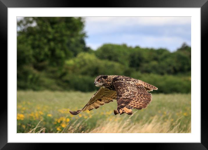 Eagle owl  Framed Mounted Print by chris smith