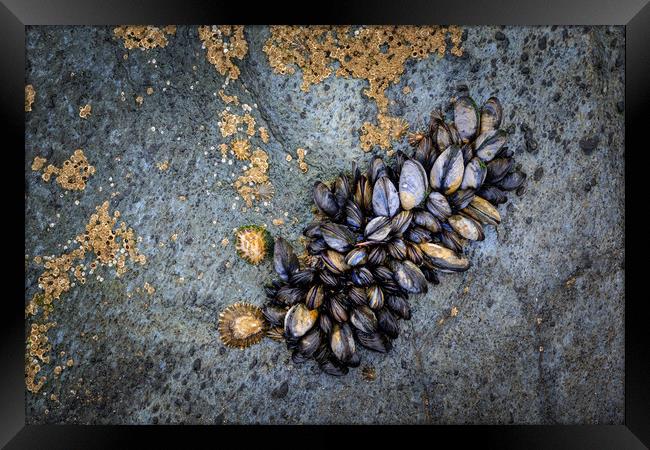 Mussels  Framed Print by chris smith