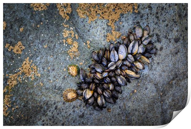 Mussels  Print by chris smith