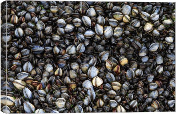 Mussels  Canvas Print by chris smith