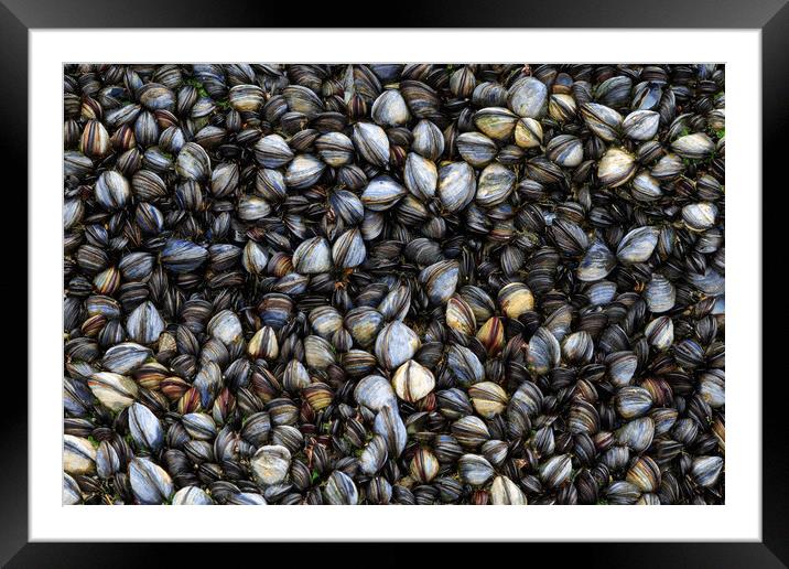 Mussels  Framed Mounted Print by chris smith