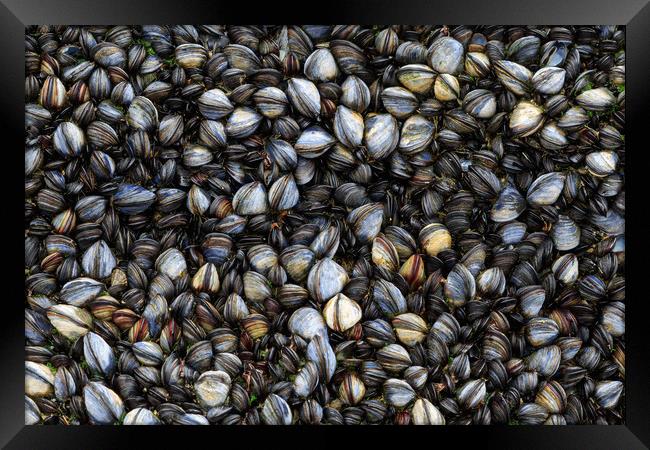 Mussels  Framed Print by chris smith