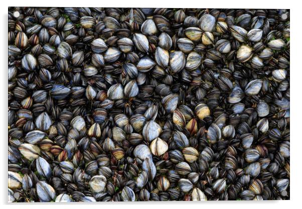 Mussels  Acrylic by chris smith