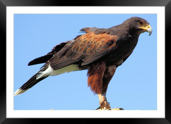 Black Kite Framed Mounted Print by Catherine Fowler