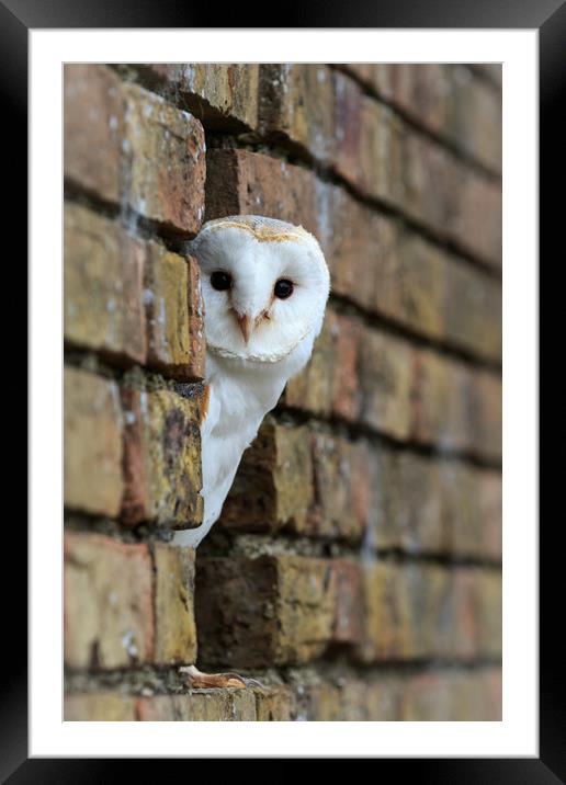 Barn Owl  Framed Mounted Print by chris smith