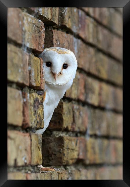 Barn Owl  Framed Print by chris smith
