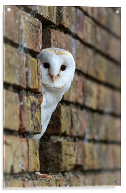 Barn Owl  Acrylic by chris smith