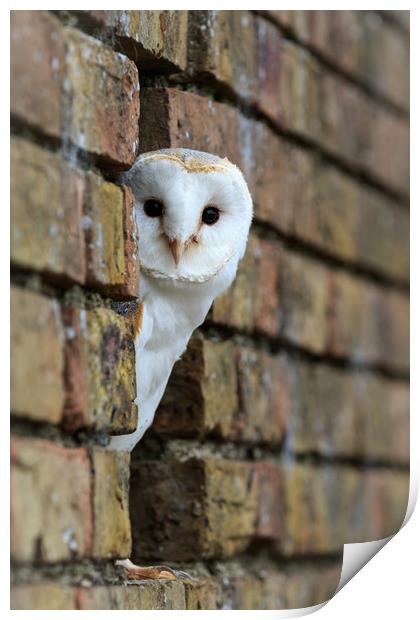Barn Owl  Print by chris smith