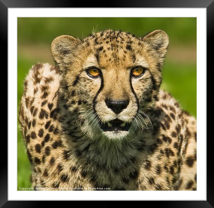 Cheetah portrait Framed Mounted Print by Tom Dolezal