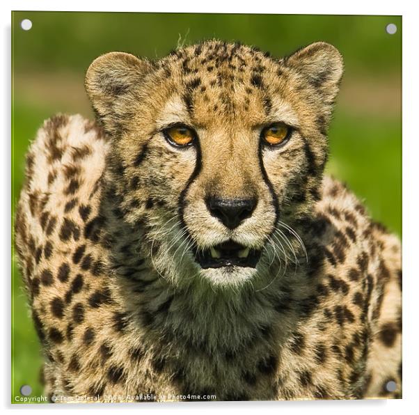 Cheetah portrait Acrylic by Tom Dolezal