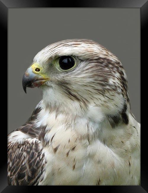 Lanner Falcon Framed Print by Jacqi Elmslie