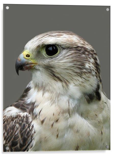 Lanner Falcon Acrylic by Jacqi Elmslie