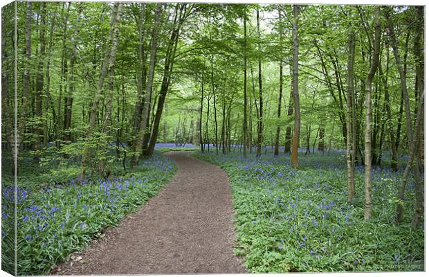 Bluebell Wood Canvas Print by Nigel Coomber