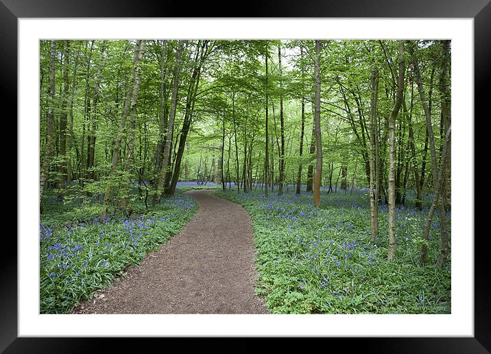 Bluebell Wood Framed Mounted Print by Nigel Coomber