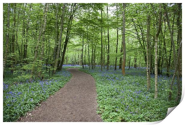 Bluebell Wood Print by Nigel Coomber