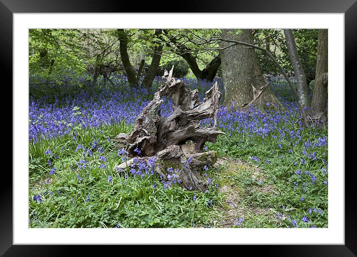 Twisted Stump Framed Mounted Print by Nigel Coomber