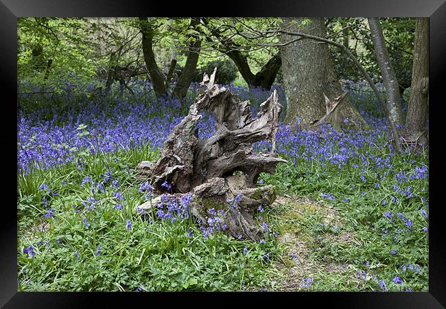 Twisted Stump Framed Print by Nigel Coomber