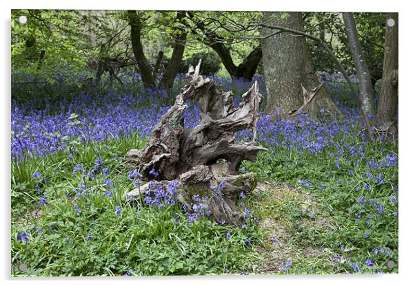 Twisted Stump Acrylic by Nigel Coomber