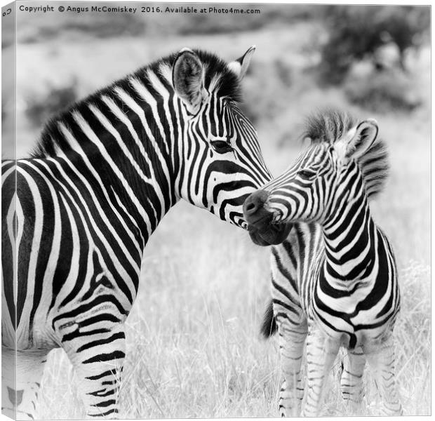 Female zebra with foal Canvas Print by Angus McComiskey