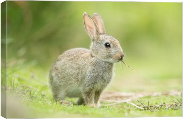 Wascaly Wabbit  Canvas Print by Philip Male