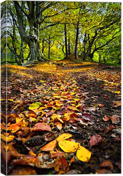 When Autumn Leaves Begin to Fall Canvas Print by David Lewins (LRPS)