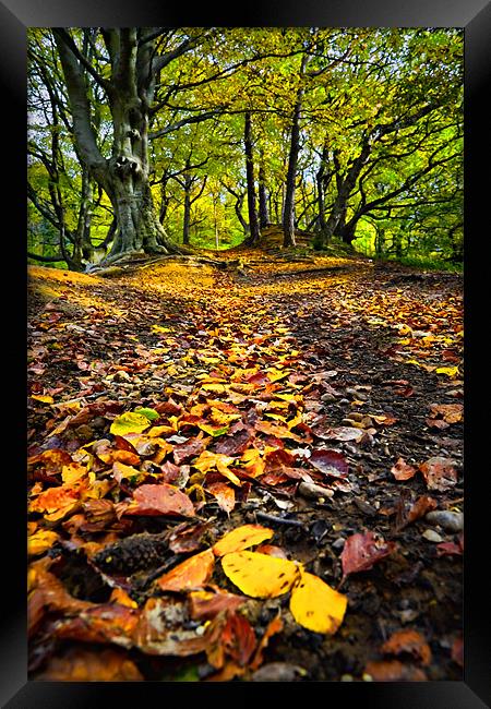 When Autumn Leaves Begin to Fall Framed Print by David Lewins (LRPS)