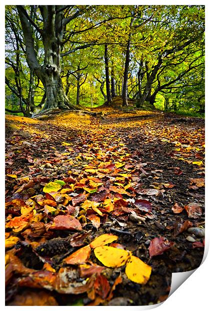 When Autumn Leaves Begin to Fall Print by David Lewins (LRPS)
