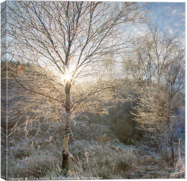 Winter Sunburst Canvas Print by Jackie Davies