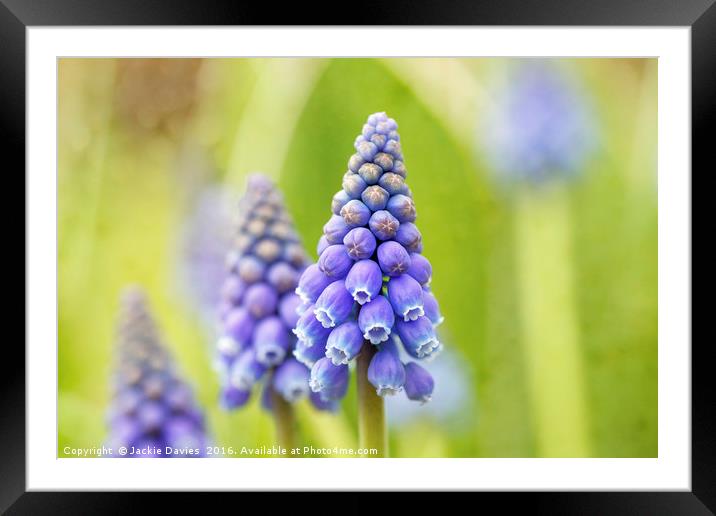 Blue Hyacinth in the Springtime Framed Mounted Print by Jackie Davies