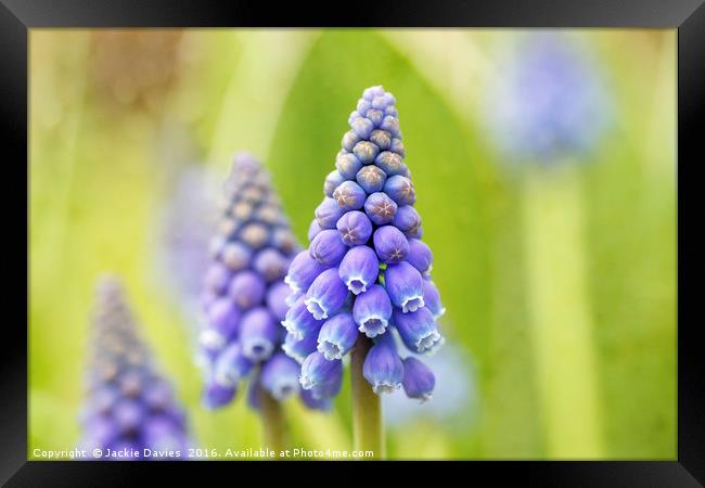 Blue Hyacinth in the Springtime Framed Print by Jackie Davies