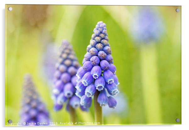 Blue Hyacinth in the Springtime Acrylic by Jackie Davies