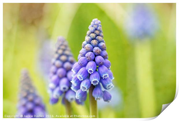 Blue Hyacinth in the Springtime Print by Jackie Davies