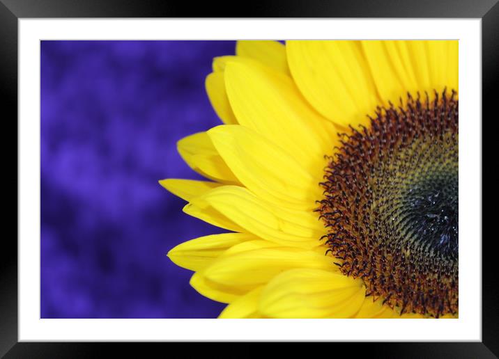 sun flower Framed Mounted Print by Clare Willis