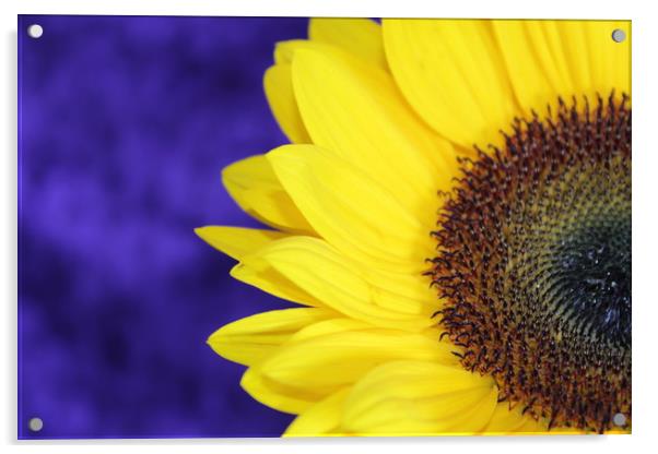 sun flower Acrylic by Clare Willis